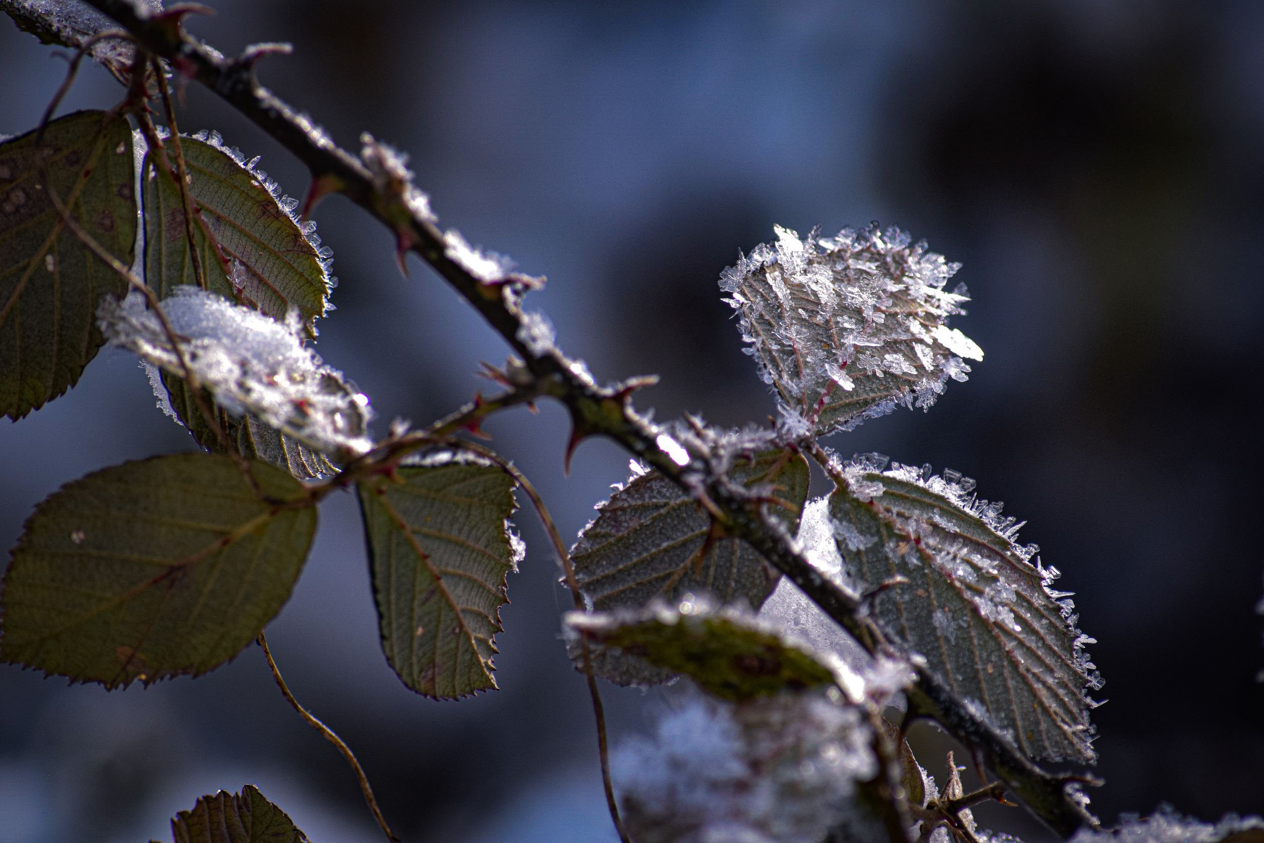 close up of frost on leave and thorns